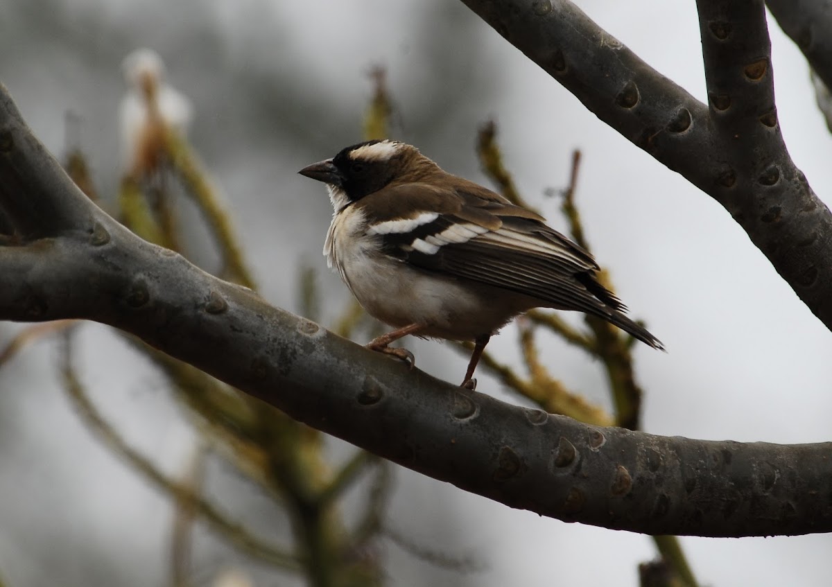 Sparrow Weaver - White-browed Sparrow-Weaver