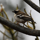 Sparrow Weaver - White-browed Sparrow-Weaver