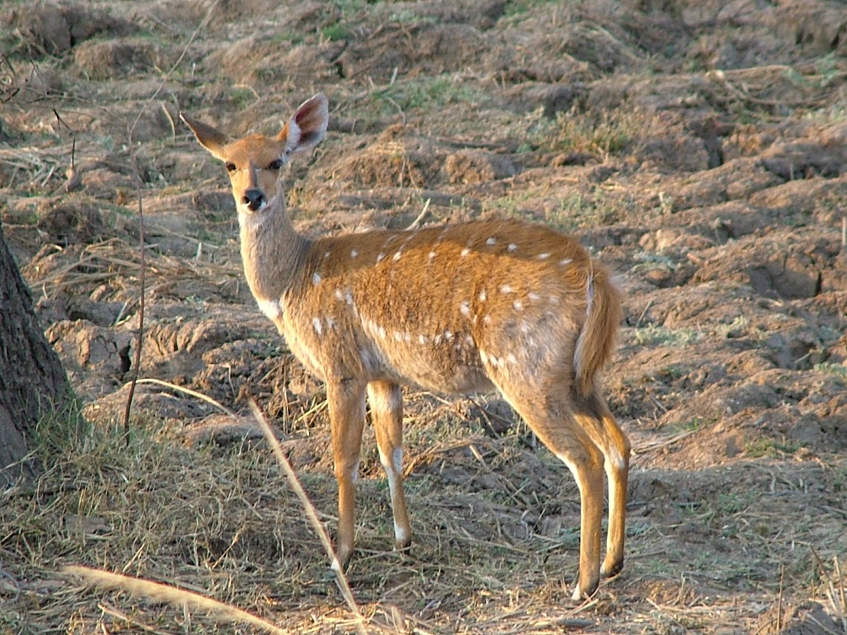 Bushbuck