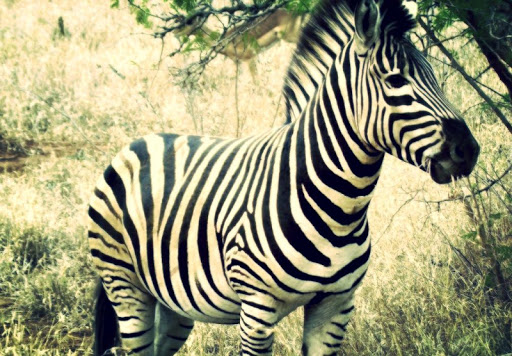 Zebra Live Wallpaper