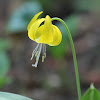 Yellow Glacier Lily