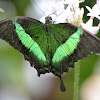 Emerald Swallowtail