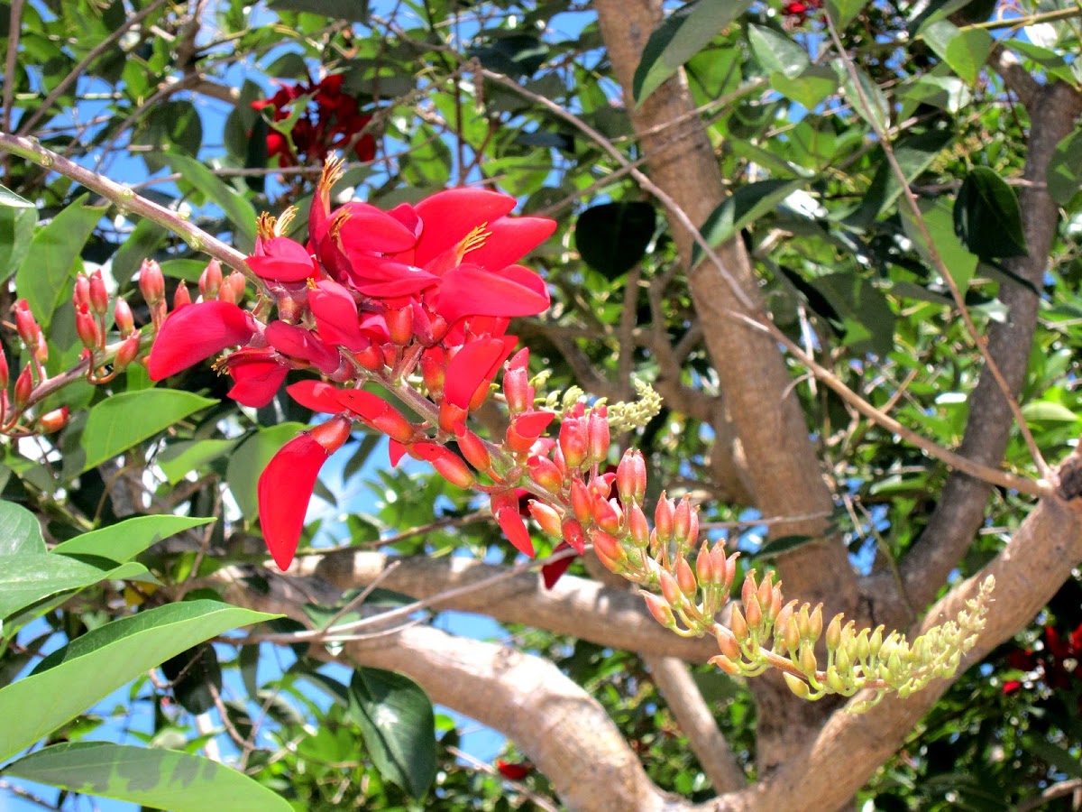 Tiger's Claw, Coral Tree