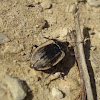 Carrion Beetle