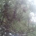 Eastern Pine