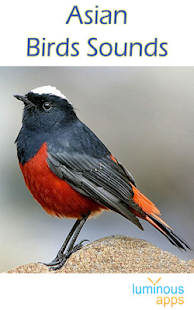 Asian Birds Sounds Free(圖1)-速報App