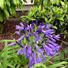 African Lily