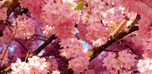 Sakura Live Wallpaper HD APK