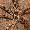 Giant crab spider (Huntsman)