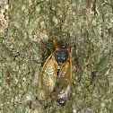 Cicada - Brood II