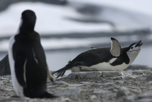 306d3HalfMoonChinstraps - A chinstrap penguin mom on her rocky nest.