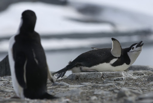 A chinstrap mom on her nest.