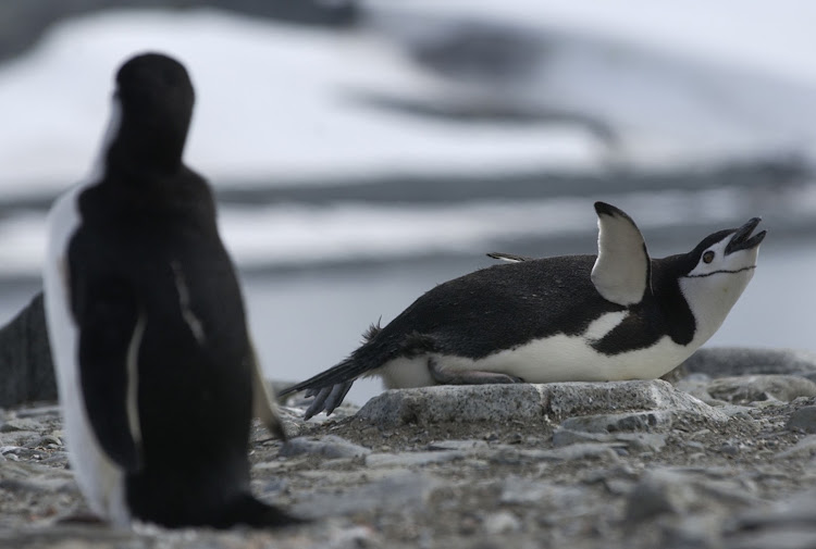 A chinstrap mom on her nest.