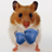 Funny Hamster Cracked Screen mobile app icon