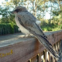 Black faced Cuckoo Shrike