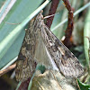 Lucerne moth