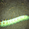 Cecropia moth (larva)