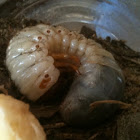 June Beetle grub