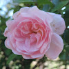 Pink Cascade Rose