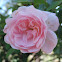 Pink Cascade Rose