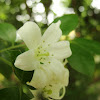 कामिनी Orange Jessamine