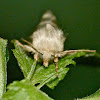 Three-lined flower moth