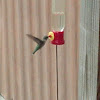 Ruby-throated Hummingbird