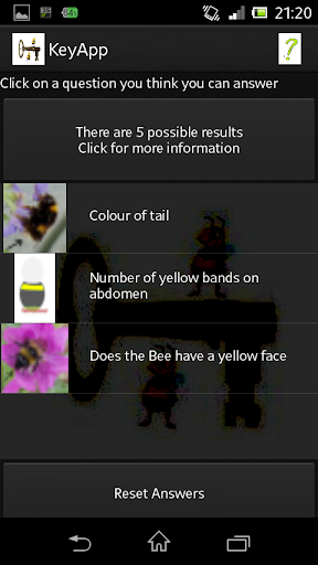 Irish Bumblebee Key
