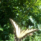 Tiger Swallowtail/Female Tiger Swallowtail