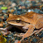 Spot-legged Treefrog