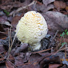 Yellow patches mushroom