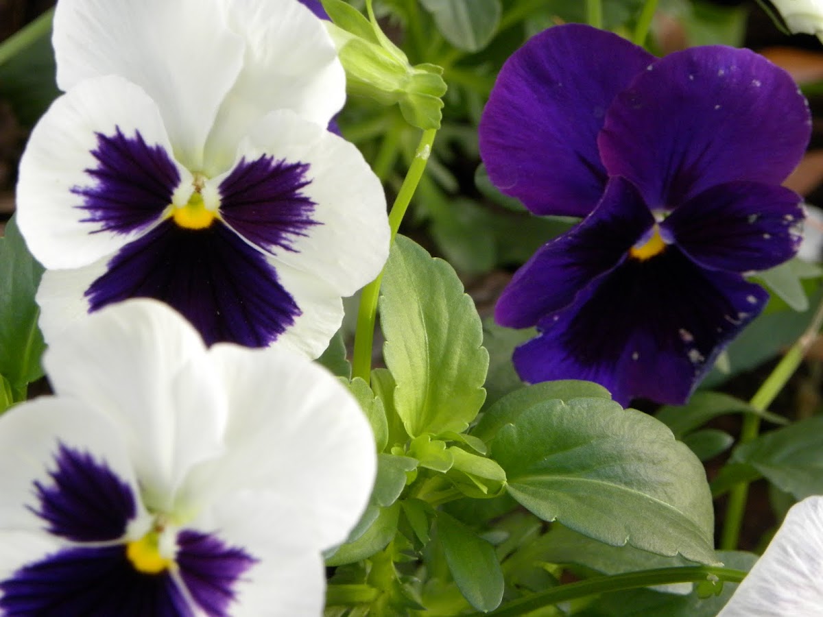 Pansy | Project Noah