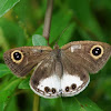 White Four-ring Butterfly