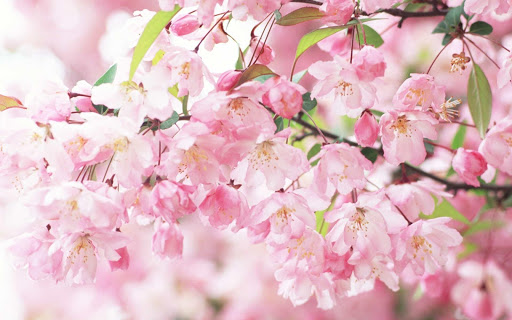 【免費攝影App】Epic Sakura Blossoms Wallpaper-APP點子