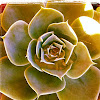 Echeveria