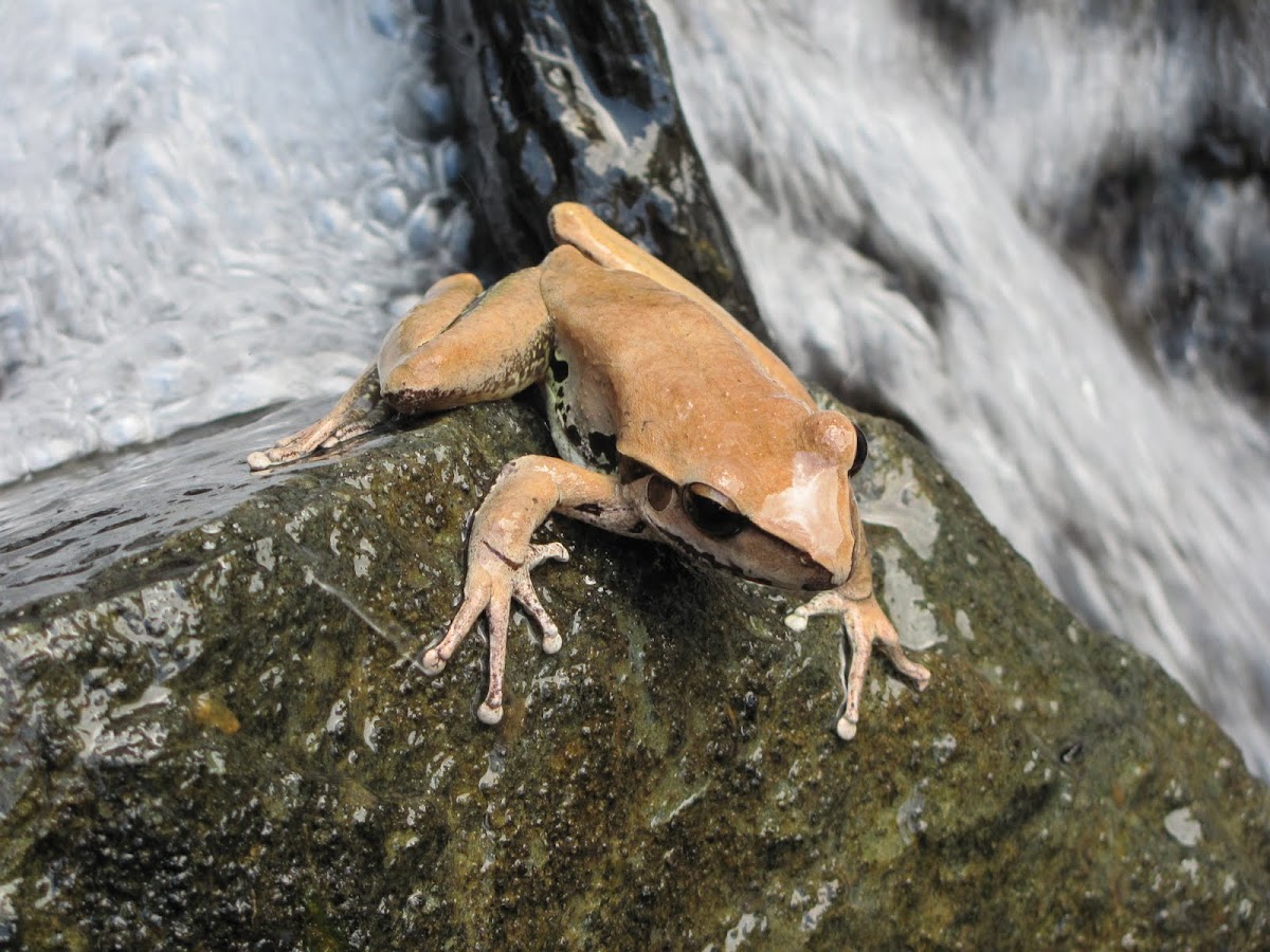 Northern Stony Creek Frog