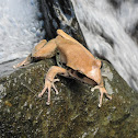 Northern Stony Creek Frog