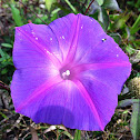 Bindweed Flower