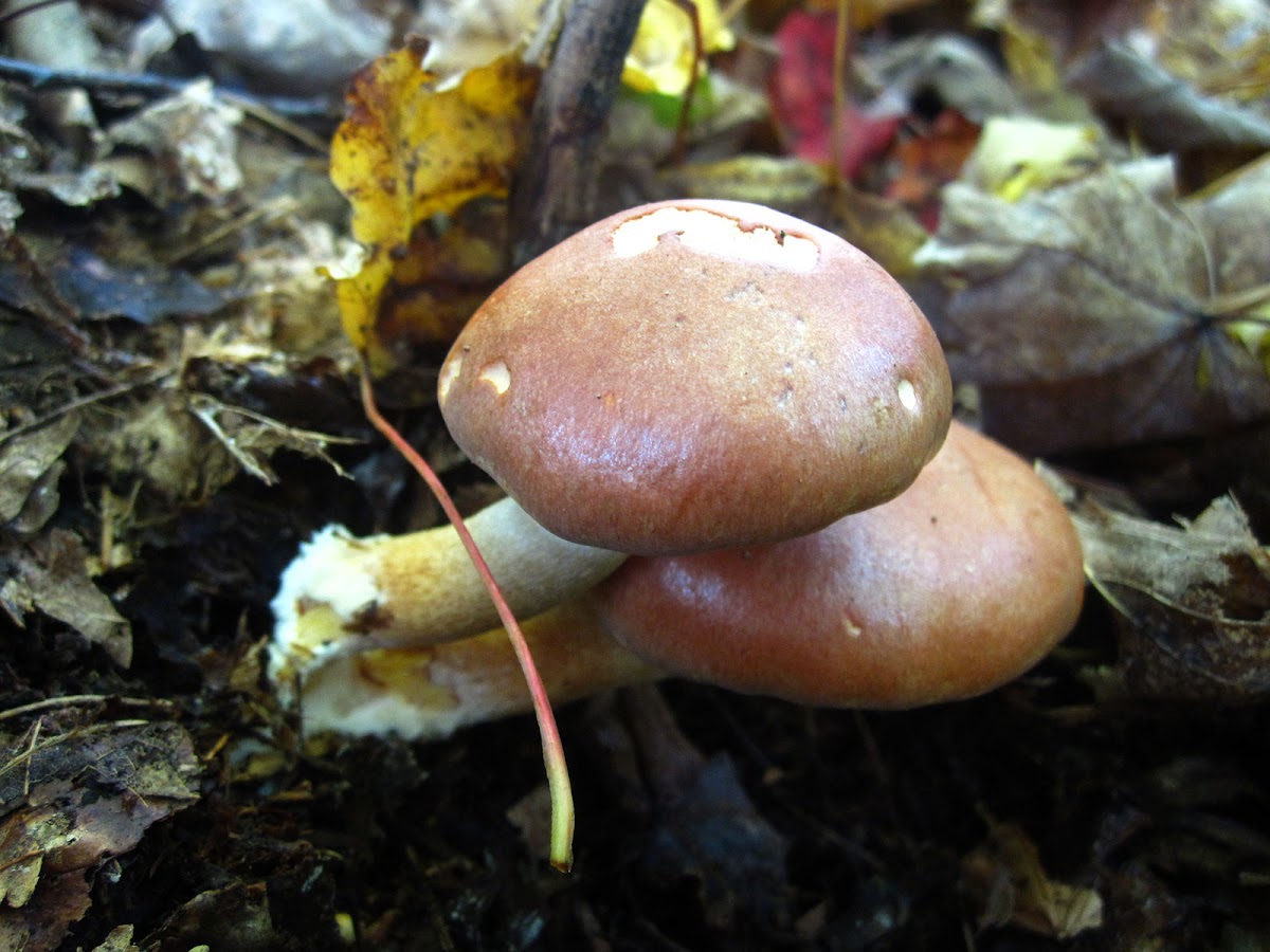 Naematoloma sublateritium (brick tops)