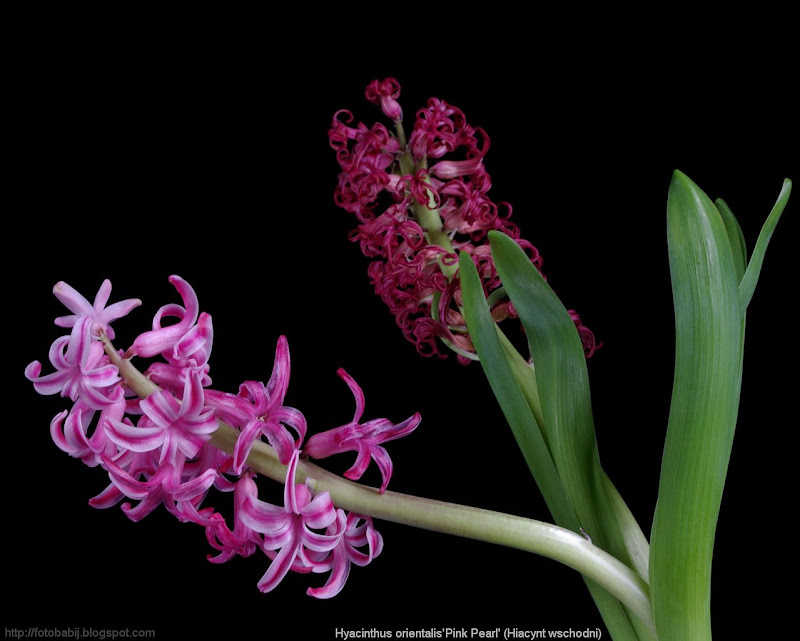 Hyacinthus orientalis 'Pink Pearl' - Hiacynt wschodni