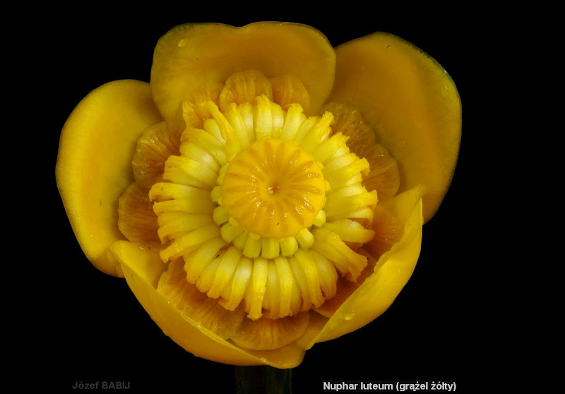 Nuphar luteum habit - Grążel żółty pokrój