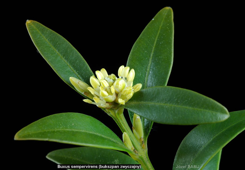 Buxus sempervirens inflorescence and leafs - Bukszpan zwyczajny kwiatostan i liście