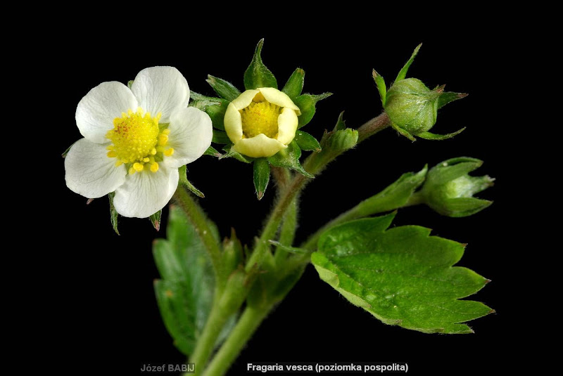 Fragaria vesca flower - Poziomka pospolita kwiat 