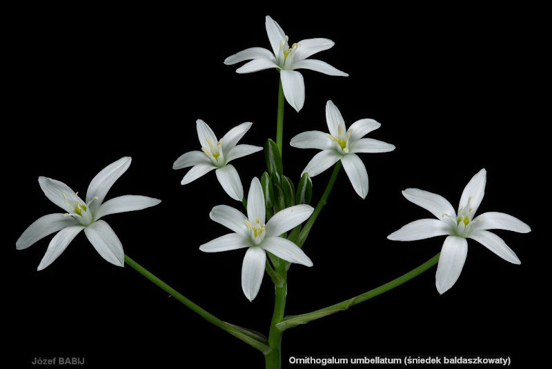 Ornithogalum umbellatum inflorescence  - Śniedek baldaszkowaty kwiatostan 