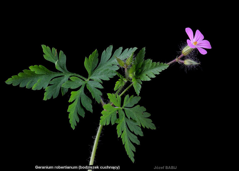 Geranium robertianum leafs - Bodziszek cuchnący liście 
