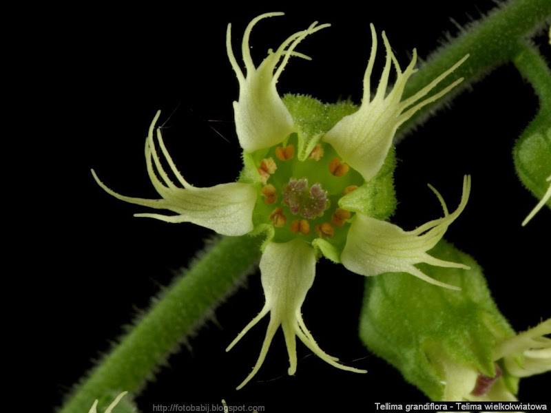 Tellima grandiflora flower - Telima wielkokwiatowa kwiat