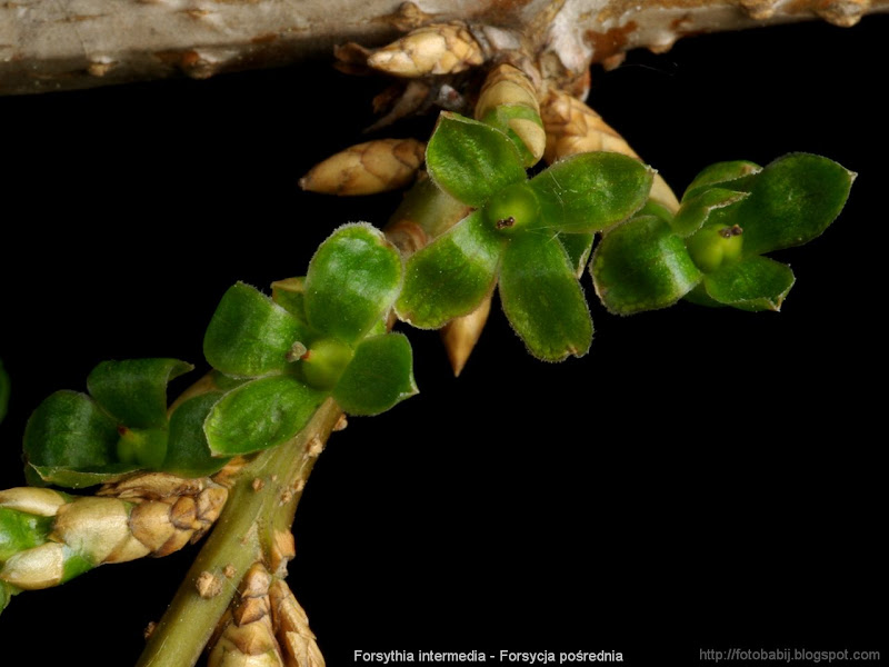 Forsythia intermedia young fruits - Forsycja pośrednia młode owoce 