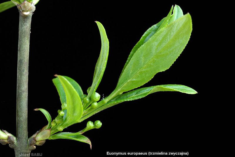 Euonymus europaeus leafs - Trzmielina zwyczajna liście 