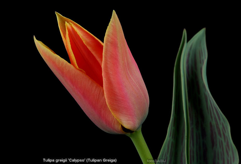Tulipa greigii 'Calypso' flower - Tulipan Greiga kwiat
