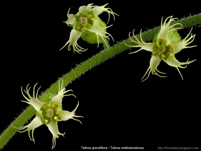 Tellima grandiflora flowers - Telima wielkokwiatowa kwiaty